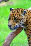 image of jaguar_car