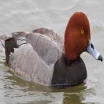 image of bird