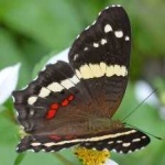 image of banded_butterfly #62
