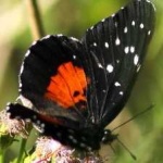 image of animal