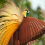 image of bird