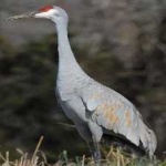 image of bird