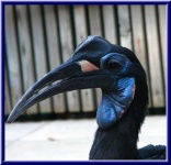 image of hornbill