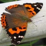 image of animal