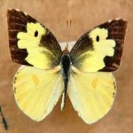 image of animal