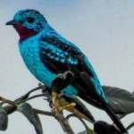 image of bird