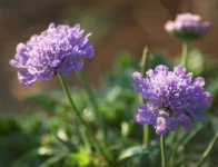 image of flower