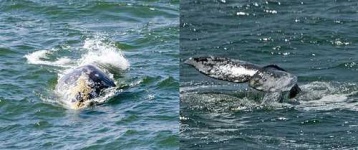 image of grey_whale