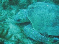 image of loggerhead