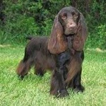 image of sussex_spaniel #0