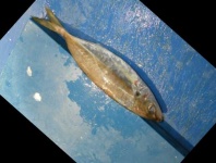 image of fish