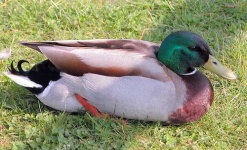 image of drake