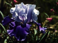 image of flower