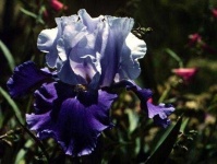 image of bearded_iris #35