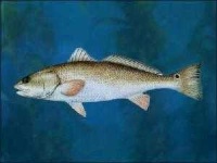 image of animal