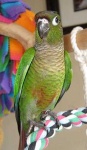 image of parrot #20