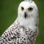 image of bird
