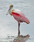 image of spoonbill