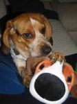 image of beagle