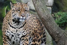 image of jaguar_car