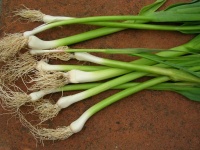 image of garlic #26