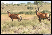 image of hartebeest