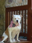 image of animal