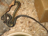 image of garter_snake