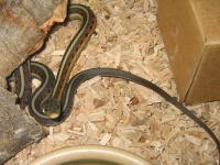 image of garter_snake #28