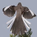 image of bird