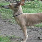 image of animal