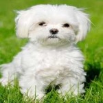 image of animal
