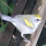 image of bird