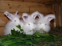 image of angora