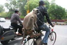 image of langur