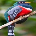 image of cuban_trogon #0