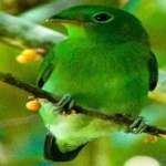 image of bird