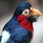 image of bird