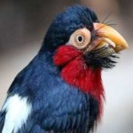 image of bearded_barbet #8