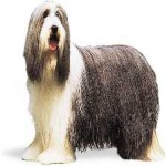 image of bearded_collie #33