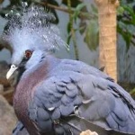 image of bird