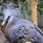 image of victoria_crowned_pigeon #20