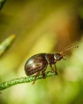 image of leaf_beetle