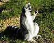 image of madagascar_cat #4