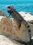 image of common_iguana