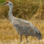 image of bird