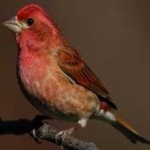 image of bird