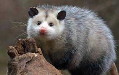 image of possum #30