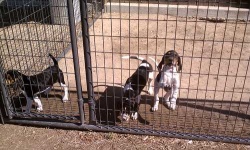 image of walker_hound
