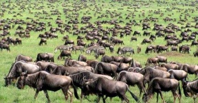 image of animal_migration